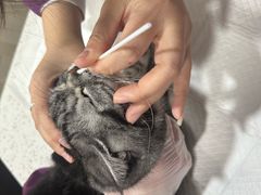 -宠爱国际动物医院·消化内科·心肾内科·ISFM猫友好(望京店)