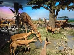 -国家自然博物馆