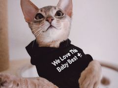 -猫十亿·布偶金渐层·曼基康矮脚猫舍(青年路店)
