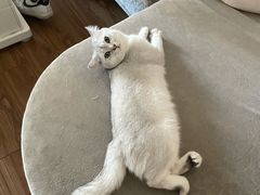 -伟伟宠物医院·瑞派猫友好医院·猫科(光谷店)