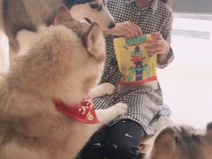 -Husky Go! 哈士奇体验馆·宠物咖啡厅狗咖