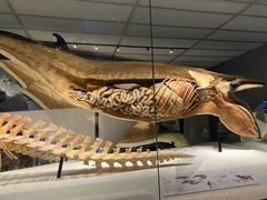 -贝林大翅鲸简餐厅(国家海洋博物馆店)