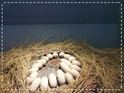 -恐龙探索乐园(磁器口店)