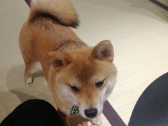 -逗柴咖啡屋·狗咖猫咖宠物桌游