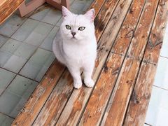 -喵屿·大理花园猫咖