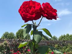 -石家庄市植物园