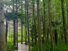 -上海长兴岛郊野公园