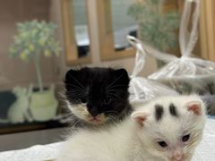 -瑞派名望24h动物医院异宠专科·猫专科·骨科·重症监护分院