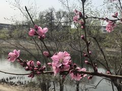 -桃花堤公园