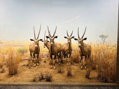 -美国自然历史博物馆
