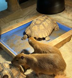 -Zoolung Zoolung动物主题公园(海信广场店)