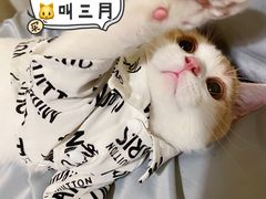 -屋虎猫馆(宝安大仟里店)