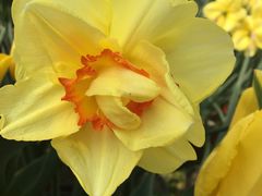 -荷兰花海
