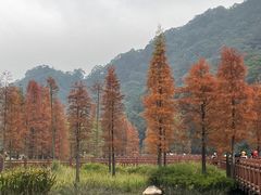 -广州市石门国家森林公园