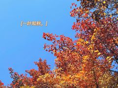 -西园寺