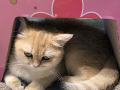 -momokira米努特·德文卷毛猫·棉花面纱犬