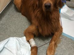 -安安宠医·安宠宠物医院