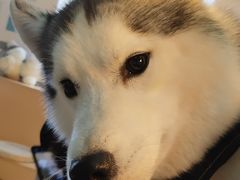 -Husky Go! 哈士奇体验馆·宠物咖啡厅狗咖