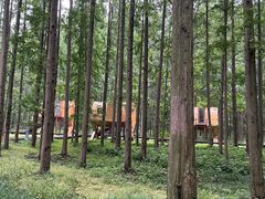 -黄海国家森林公园