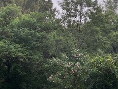 -西湖风景区十里琅珰-五云山