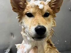 -喜洋洋宠物医院(震川路总店)