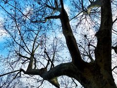 -徐家汇源景区-衡山公园