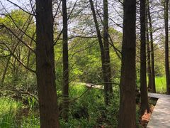 -溱湖国家湿地公园