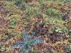 -解家河南菜(商鼎路店)