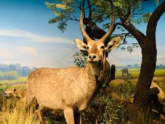 -陕西自然博物馆