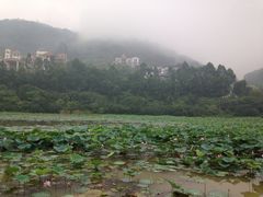维也纳西餐厅-广州凤凰城酒店-维也纳西餐厅