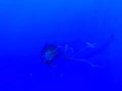 -多彩贵州城极地海洋世界