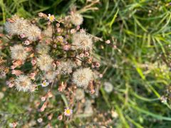 -湖南东洞庭湖国家级自然保护区