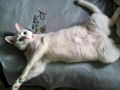 -瑞鹏宠物医院·骨科·猫科·内科(第一中心)