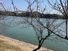 -羊山湖公园