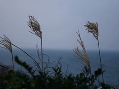 -龙头岩(Dragon Head Rock)