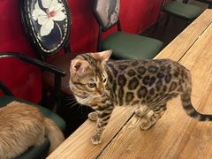 -猫小院猫主题餐厅(南锣旗舰店)