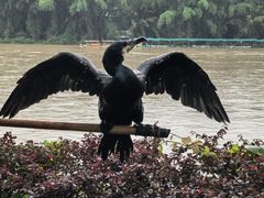 -桂林兴坪漓江