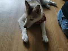 -Husky Go! 哈士奇体验馆·宠物咖啡厅狗咖