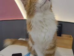 -喵园·猫主题咖啡厅·撸猫·猫咖(国贸店)