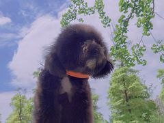 -帕帕拉兹宠物(亚洲旗舰店)