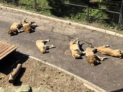 -大连森林动物园