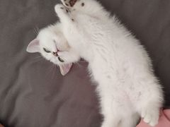 -佑安动物医院·全科·内窥镜中心(幸福巷店)