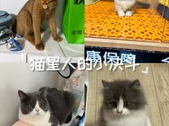 -欣宠猫屋·矮脚拿破仑·蓝金金渐层