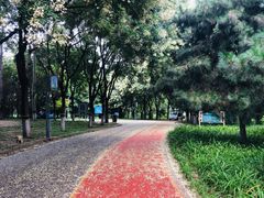 -大兴滨河森林公园