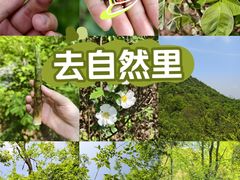 -桃花岭景区