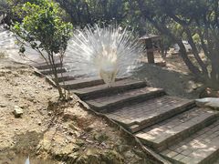 -泉州海丝野生动物世界