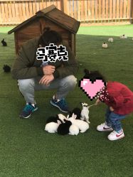 -萌宠亲子动物乐园(槐房万达店)