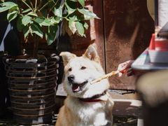 -Ocean's Table 欧舍