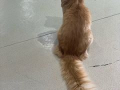 -藏猫猫咖啡主题馆(中央大道店)