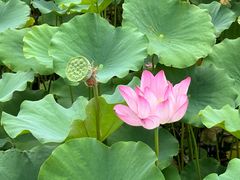 -莲花池公园